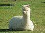 lama
